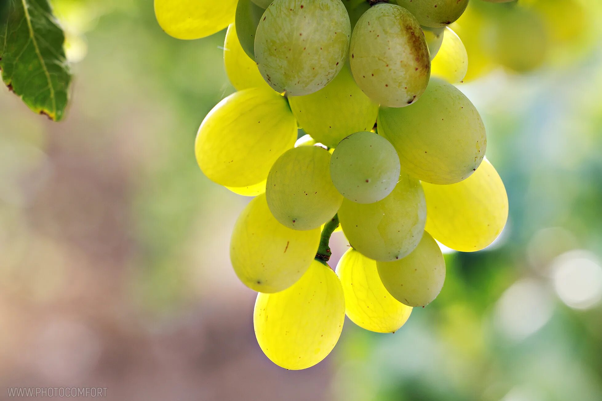 Grape 2. Фото двух виноградинок. mtype 2 в 1 grape.