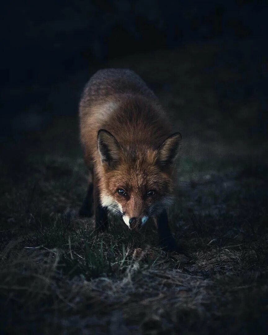 Милая лиса. Эстетика лисичек. Лисица эстетика. Эстетика лисичек. Лиса эстетика.