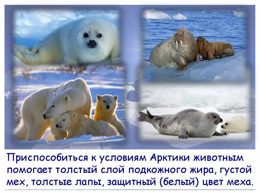 Животные холодных районов. Адаптация животных в Арктике. Интересные факты о животных холодных районов. Приспособление животных в Арктике.