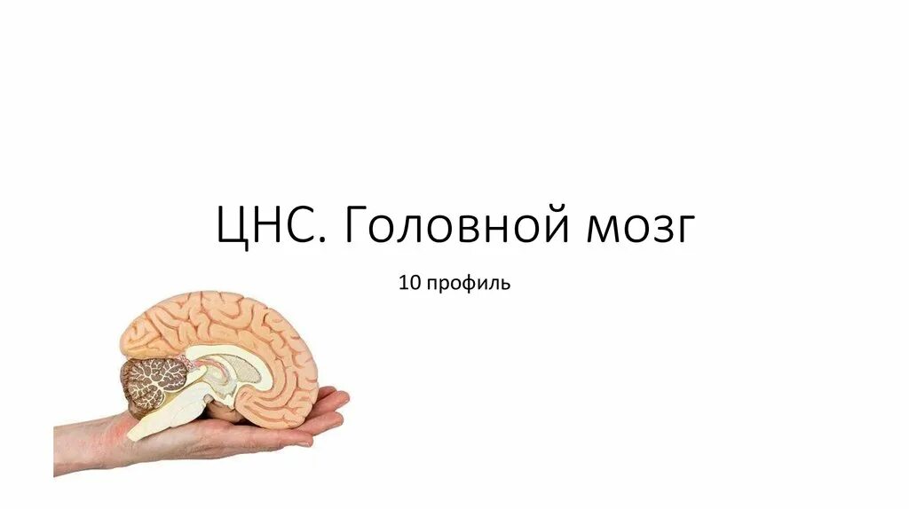 Нервная система головной мозг тест. Нервная система головной мозг тест