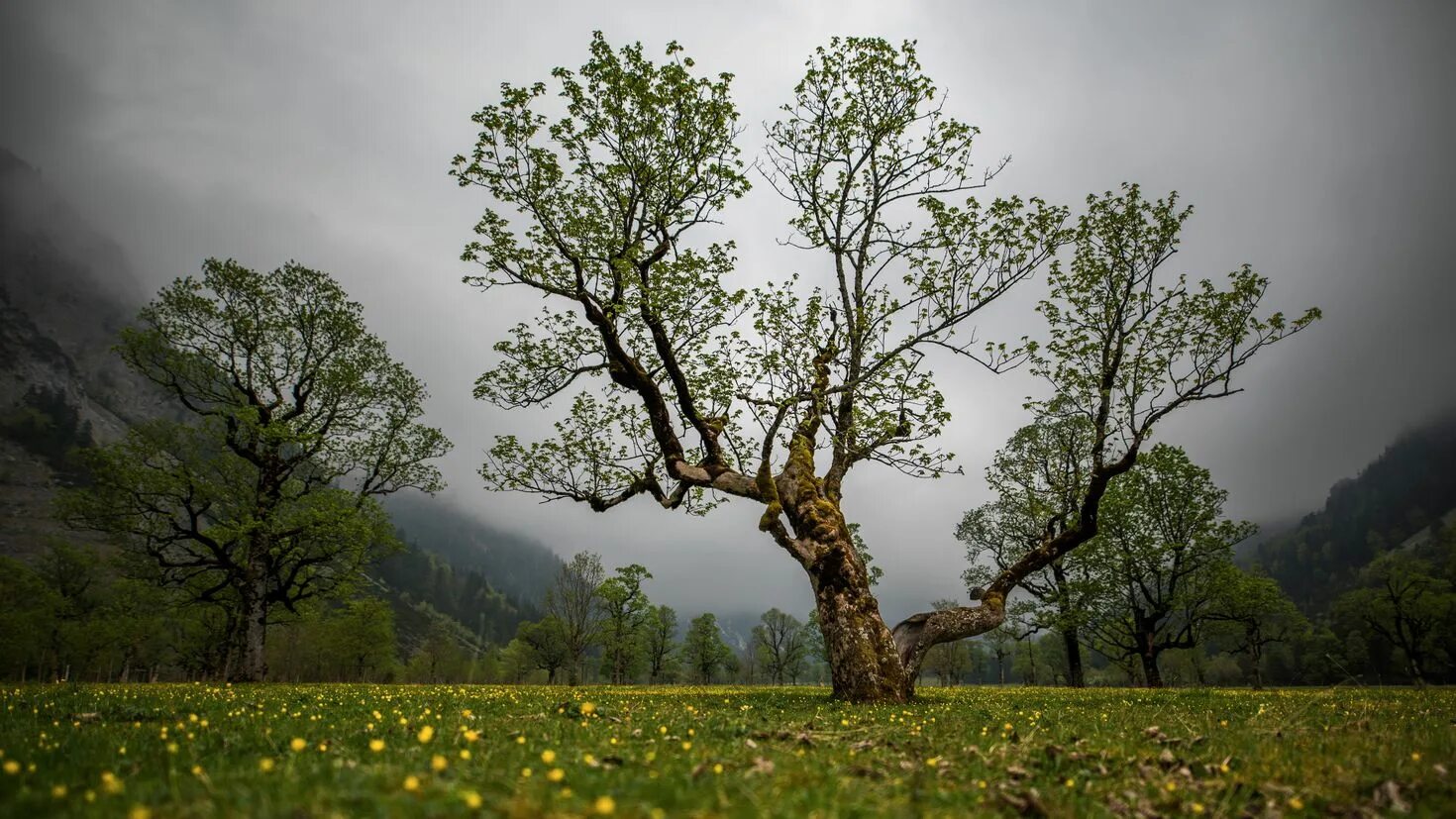 Картинки природа деревья. Природа деревья. Красивое дерево. Пейзаж с деревьями. Летнее дерево.