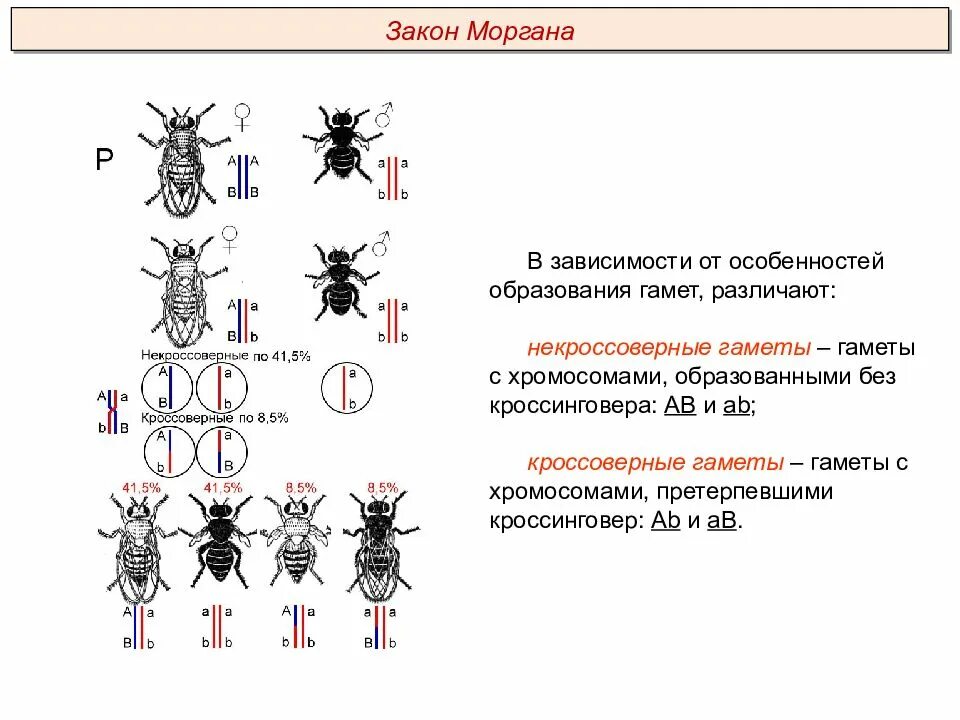 Подтверждена ли цитологическая теория сцепленного наследования. Опыты Томаса Моргана. Закон Томаса Моргана сцепленное наследование. Сцепленное наследование признаков (опыты Томаса Моргана).