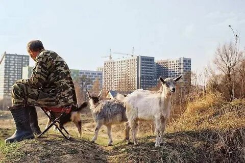 Пас коз