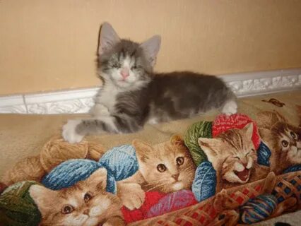 Котята в добрые в иваново