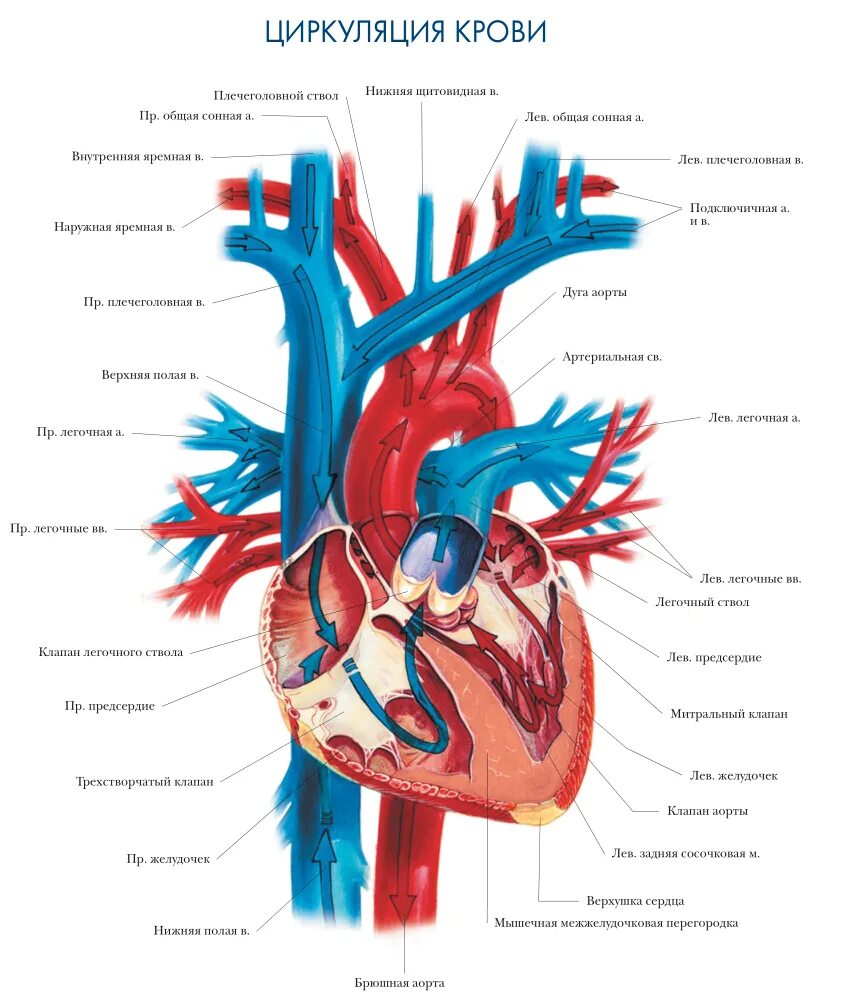 Левое предсердие какие вены. Сердце аорта легочный ствол. Артерии аорты анатомия сердца. Строение сердца, сосуды (артерии и вены). Аорта Вена сердце артерия.