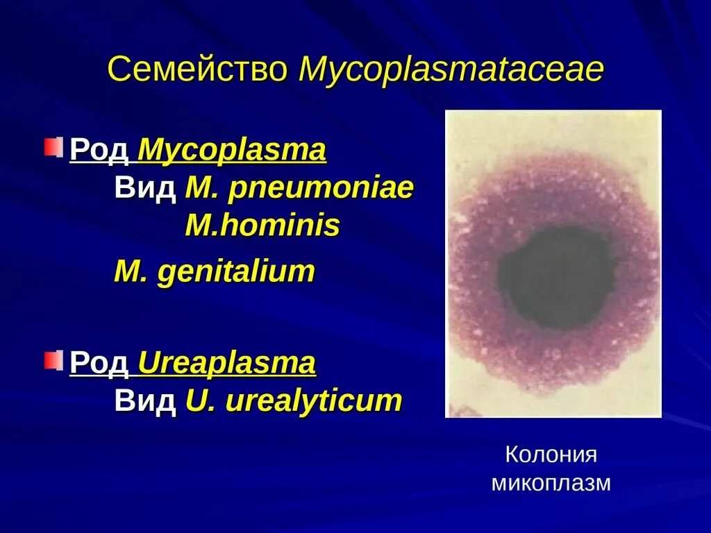 Микоплазмоз у мужчин симптомы. Микоплазмы гениталиум. Mycoplasma семейства Mycoplasmataceae..