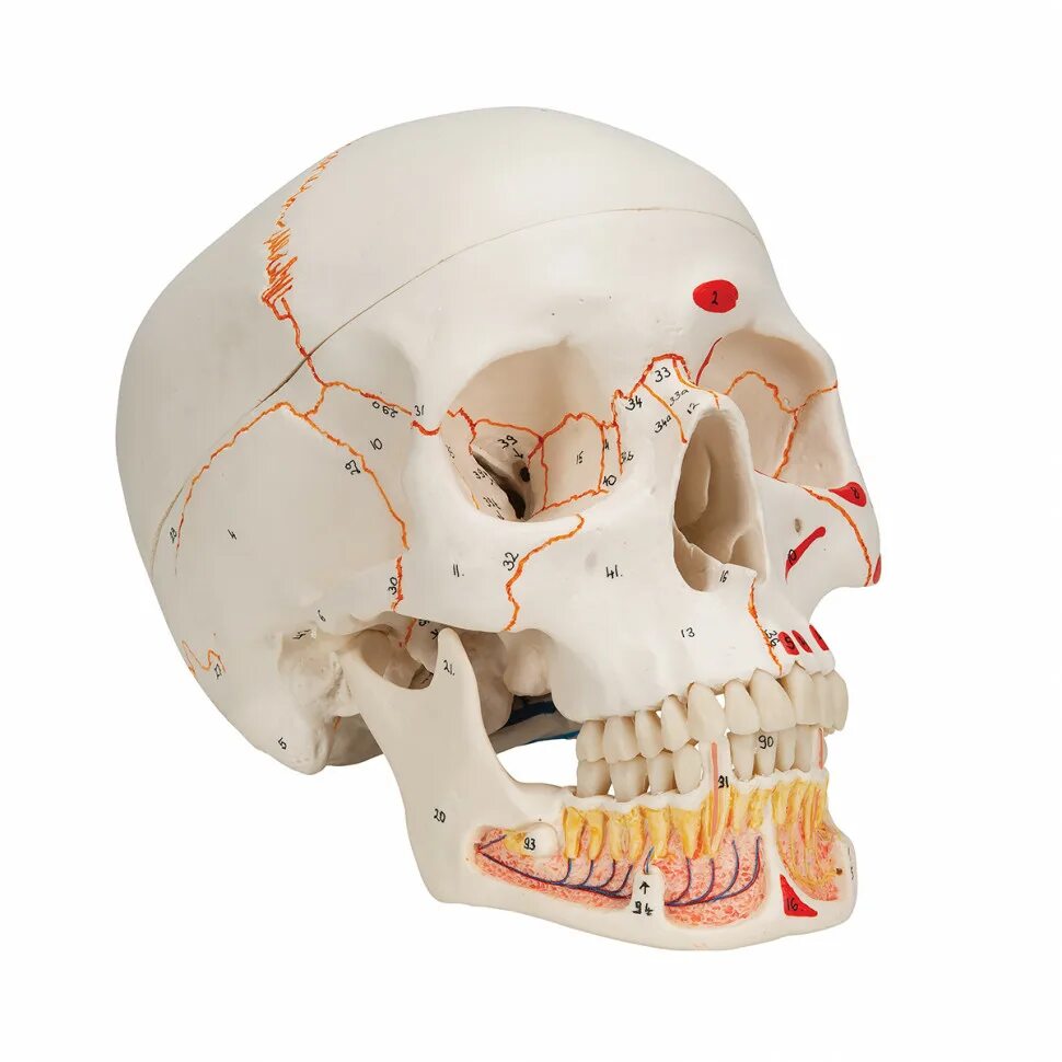 Череп муляж. Модель черепа человека. Нижняя челюсть с другими костями черепа