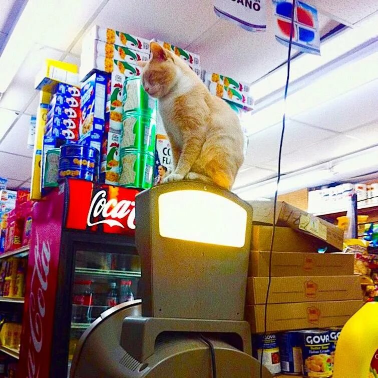 Коробка для кота. Кот лежит на полке. Cat larry downing street. Cats твиттер. Cats твиттер.
