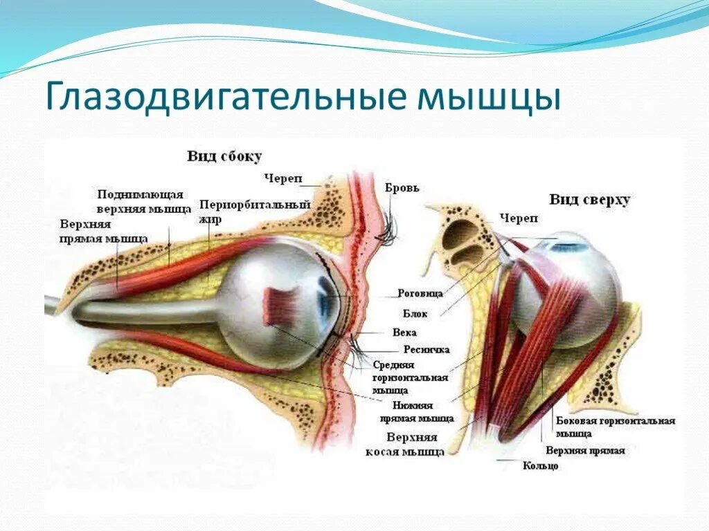 Глазодвигательные мышцы. Зорова сенсорна система. Глазодвигательные мышцы глаза. Глазодвигательные мышцы анатомия. Места крепления глазодвигательных мышц