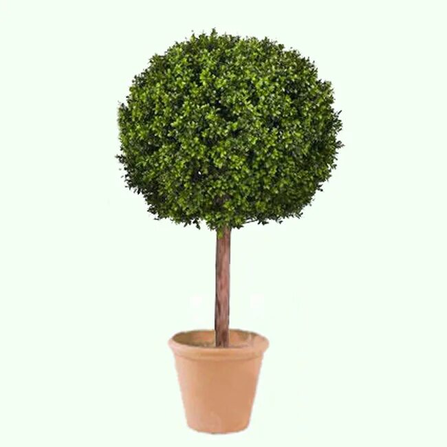 Клён остролистныйглобозум. Дерево искусственное "шар". Дерево с круглой кроной. Ива шаровидная нана. Декоративное дерево в горшке.