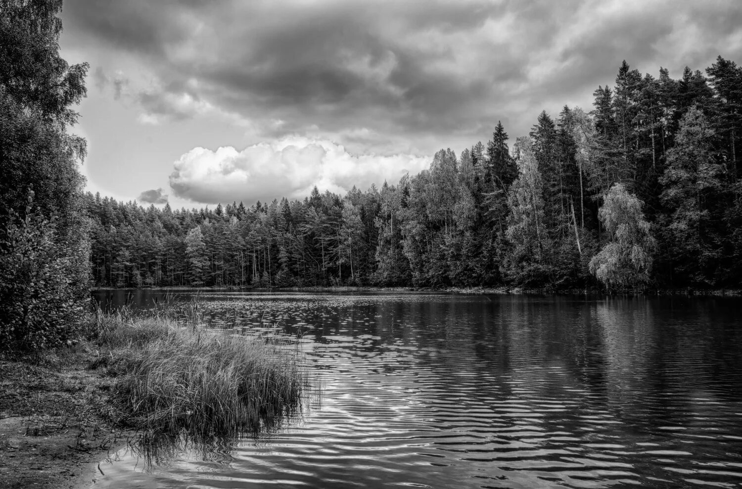 Черном и белом озерах. Озеро в лесу. Черно белая природа. Черно белый пейзаж. Российский пейзаж.