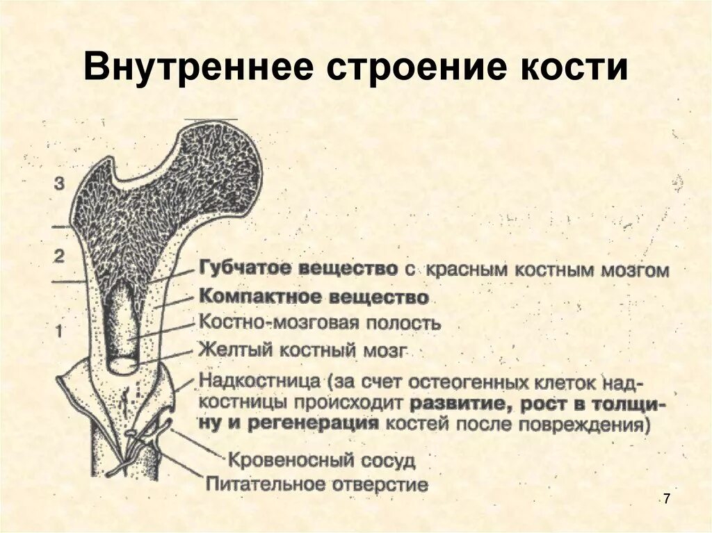 Строение кости взрослого человека. Строение трубчатой кости ЕГЭ биология. Трубчатая кость строение ЕГЭ. Внутреннее строение кости ОГЭ биология. Строение трубчатой кости ЕГЭ.