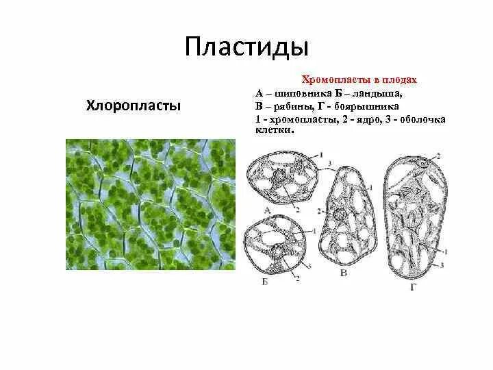 Проводящая ткань содержит много хлоропластов
