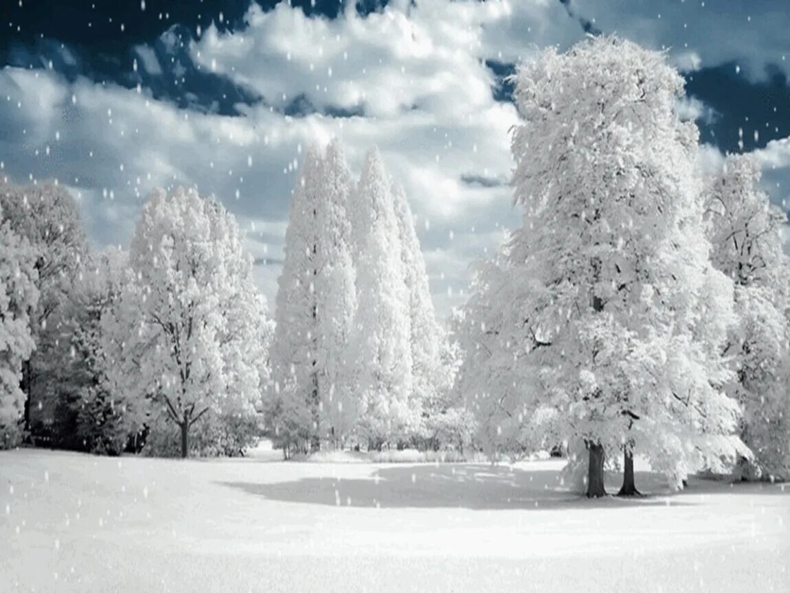 Снежный день на русском. Снежные деревья. Деревья в снегу. Падающий снег. Снежный пейзаж.