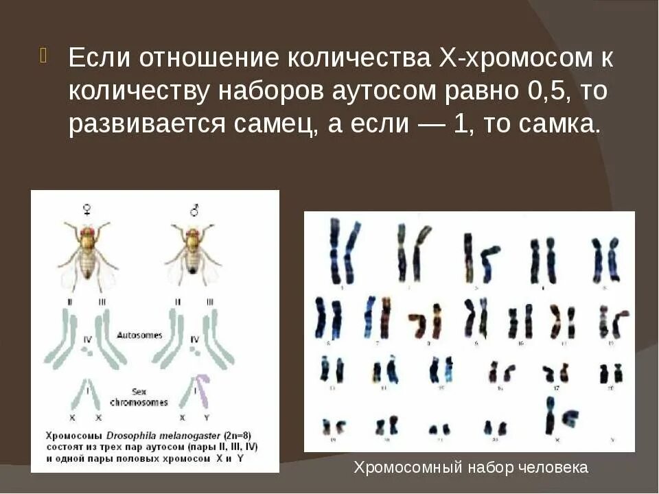 Сколько имеет хромосом человека