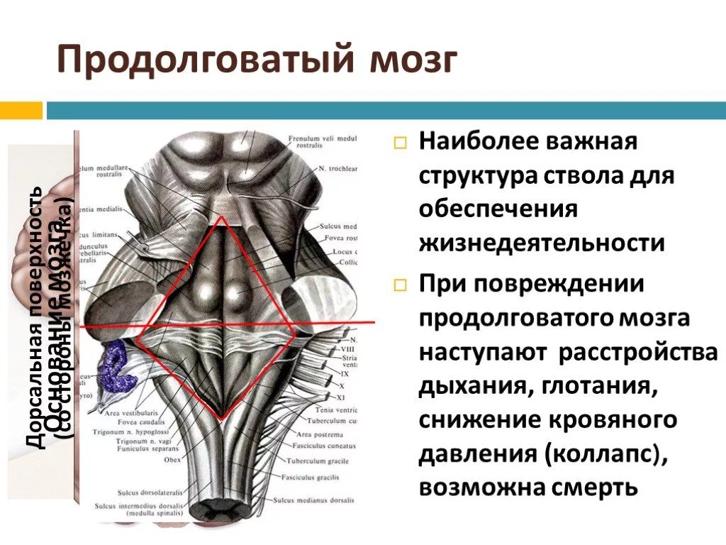 Какое строение имеет продолговатый мозг. Продолговатый мозг мост вид сверху вид снизу. Анатомическое строение ствола мозга. Продолговатый мозг граничит спереди. Наружное строение продолговатого мозга анатомия.