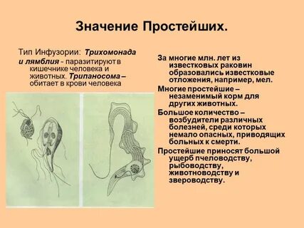 Паразитические простейшие 7 класс биология