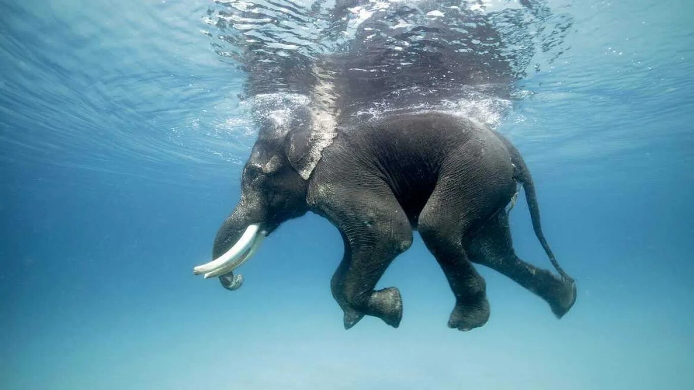 Elephant swim. Слон плавает. Слоны плавают. Слон под водой. Слон плывет.