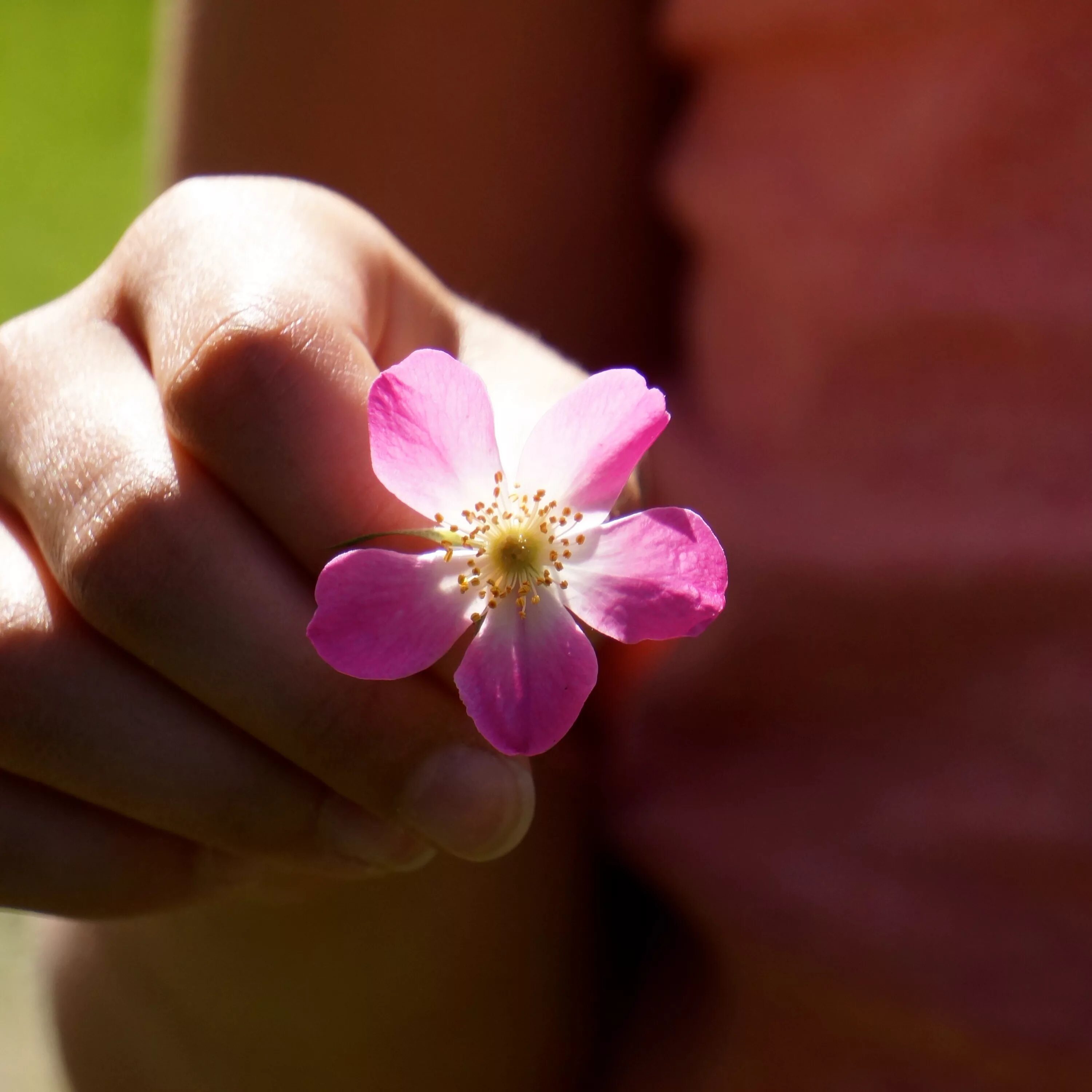 Be a flower kusuriya. Цветок на руку.. Цветочек в руке. Цветы в ладонях. Цветочек на ладони.