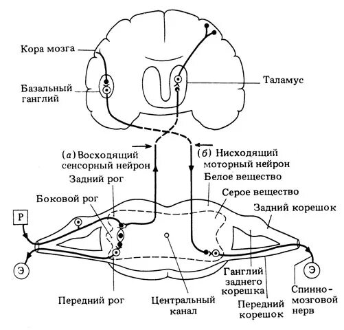 Центр условных рефлексов в головном мозге