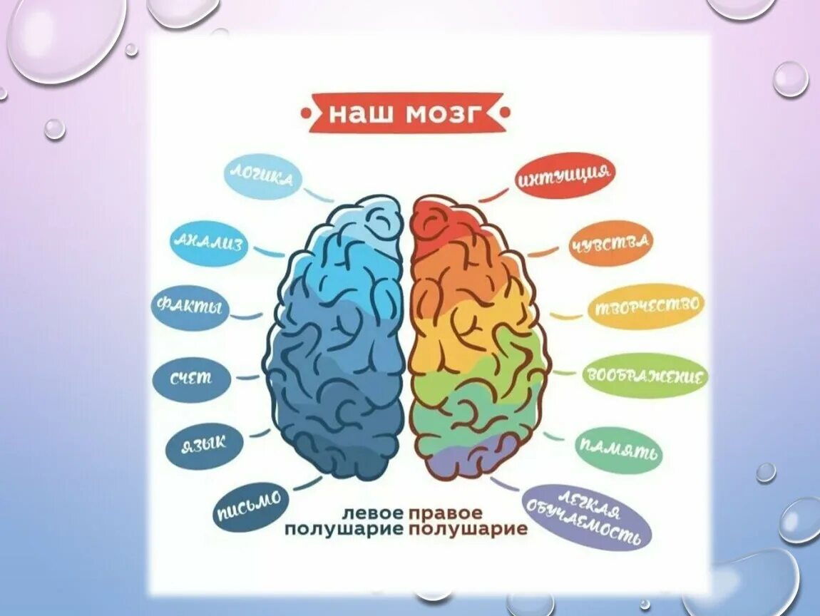 За что отвечает левое полушарие у женщин