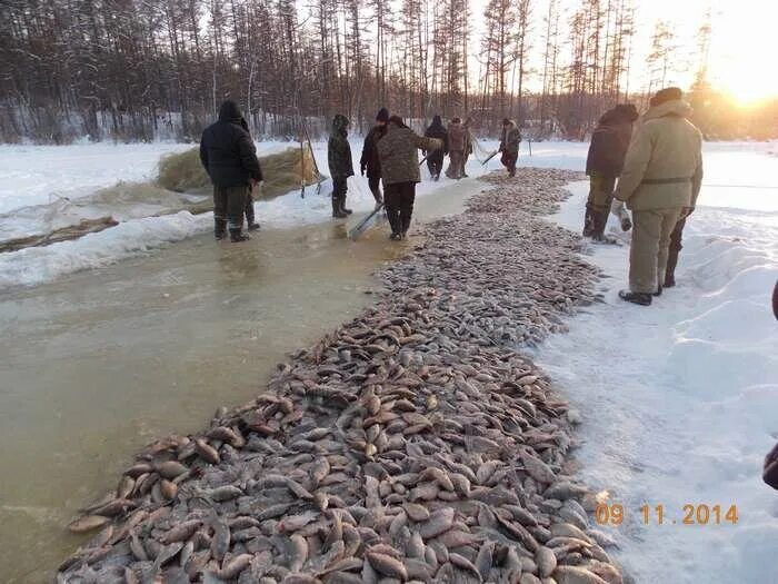 Рыбалка в Якутии мунха. Якутская рыбалка мунха. Карась мунха. Мунха уруьуйа.