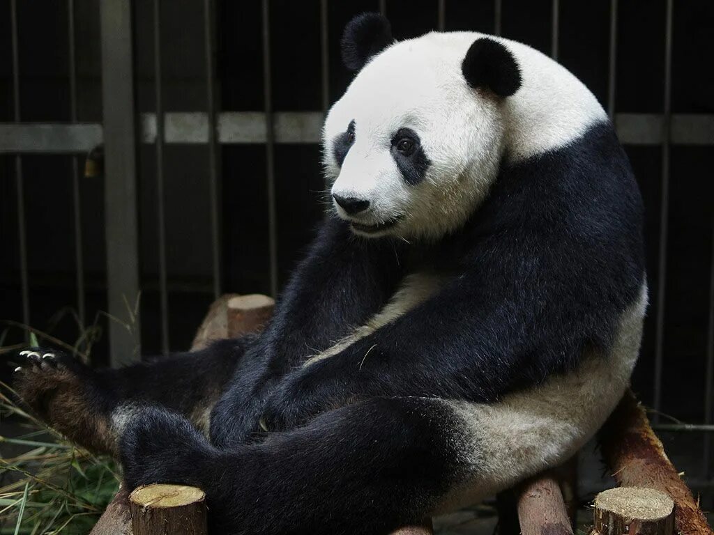Pandas ai. Giant pandas found only in china.