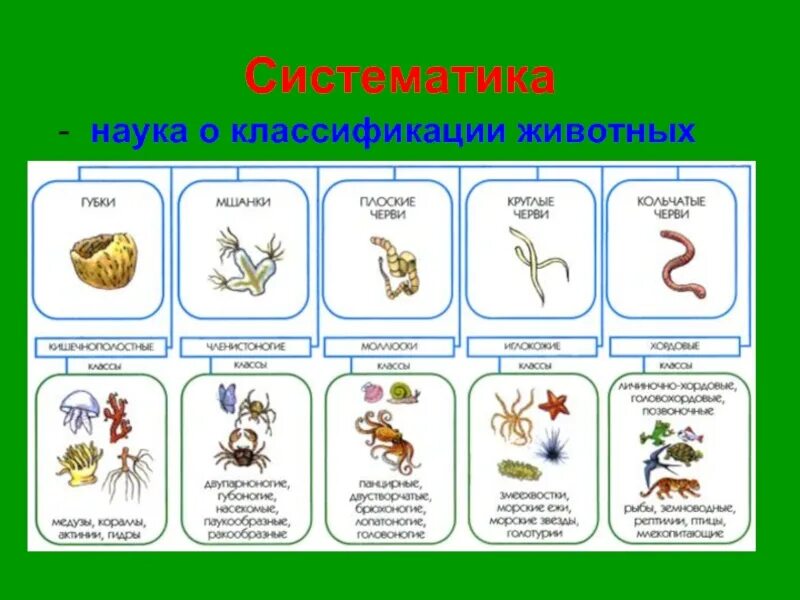 Науки о классах животных. Классы животных классификация. Типы царства животных. Зоология классификация животных. Классы животных в биологии.