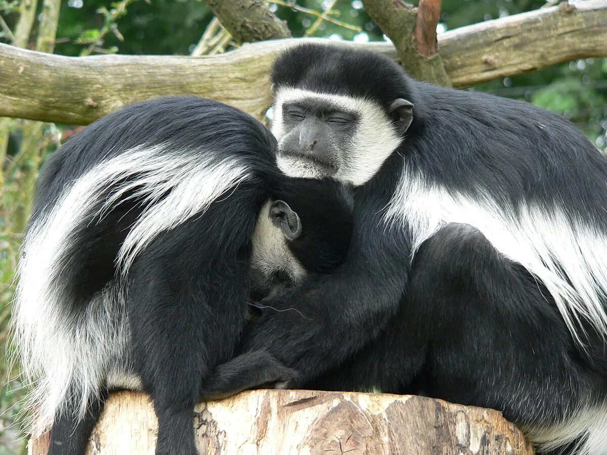 Pin on Colobus, Tanzania