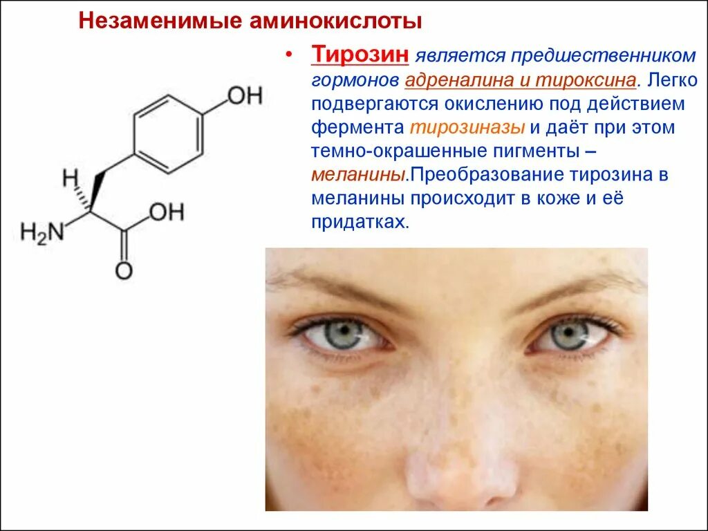 Фермент кожи. Аминокислота тирозин в организме служит предшественником. Тирозин функции гормона. Тирозиназа меланин. Тирозин предшественник.