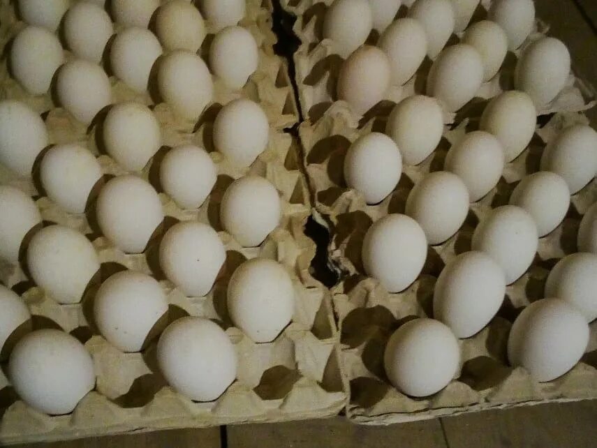 Купить яйцо инкубационное в нижегородской. Яйцо гусиное инкубационное. Инкубационное яйцо гусей. Инкубация гусиных яиц. Вес гусиного инкубационного яйца.