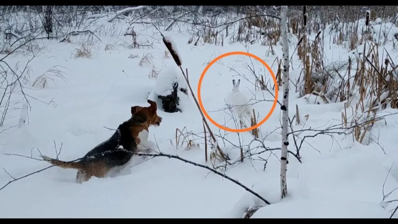 Гонять зайца. Русская пегая гончая с зайцем. охота на зайца беляка с русскими гончими. охота на зайца с пегими гончими. охота с русской пегой гончей на зайца.