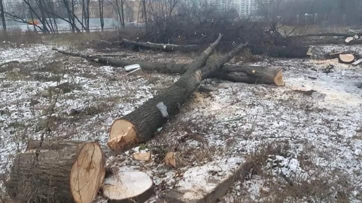 Сколько вырубили деревьев. Рубка деревьев. вырубка деревьев. в москве вырубают деревья. срубленные деревья.