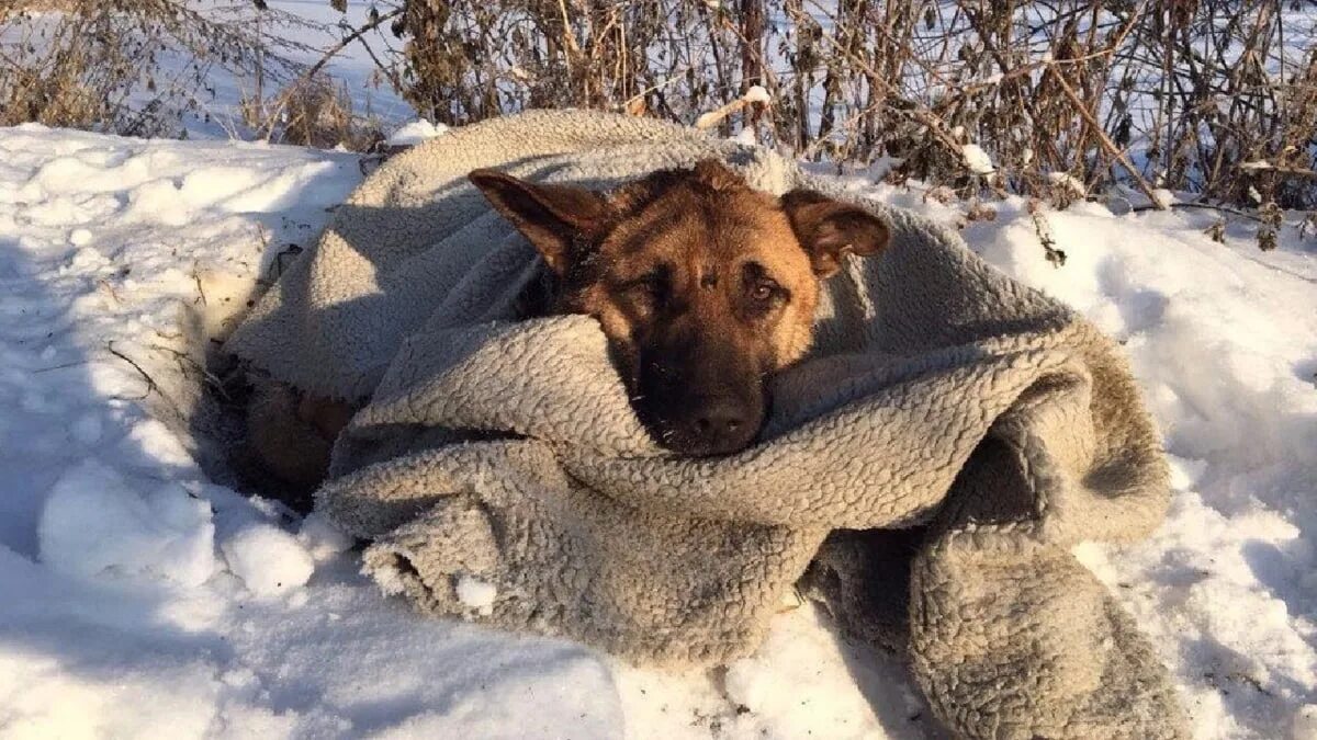 Как спасти замерзшие