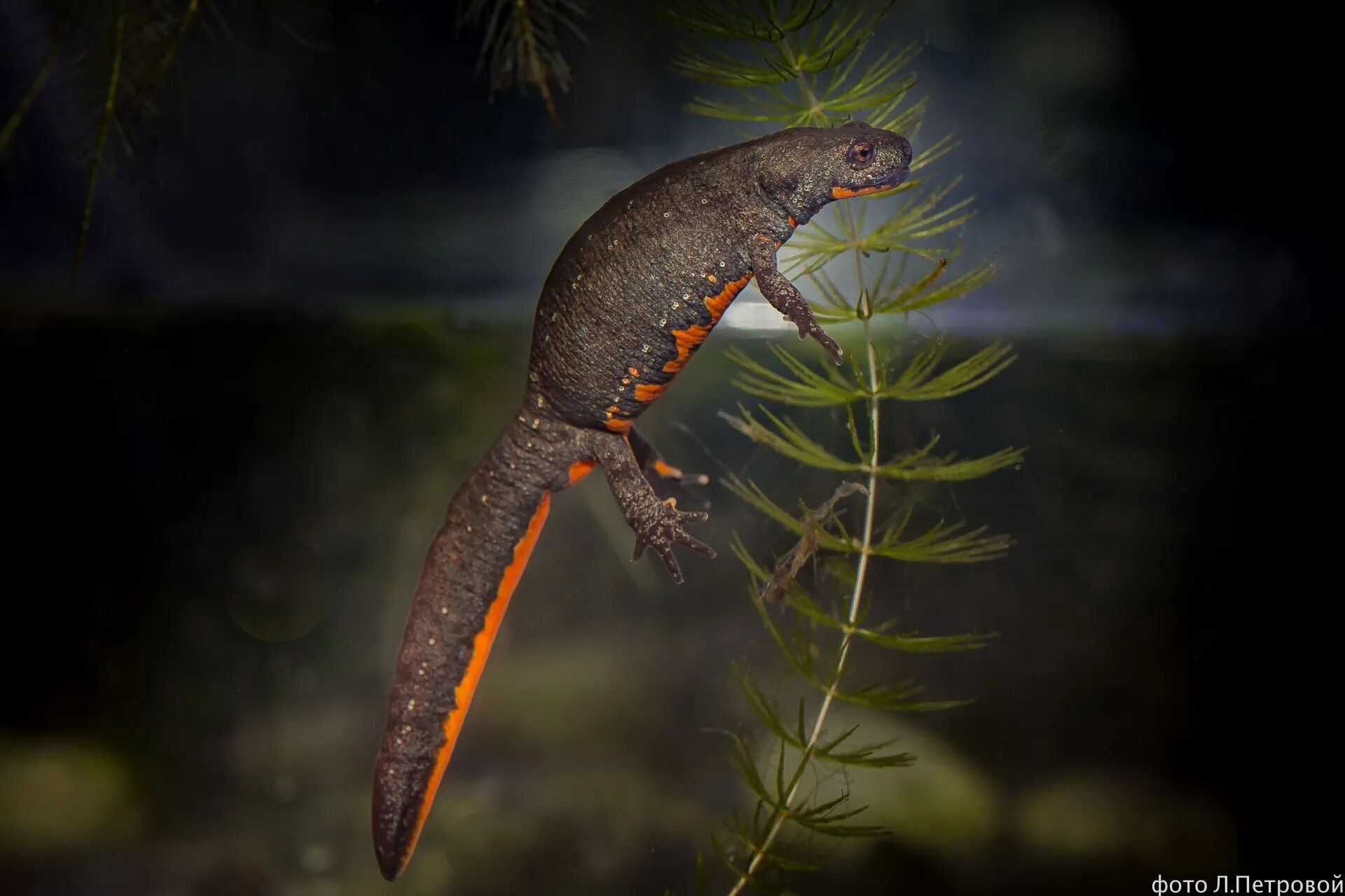Японский огненнобрюхий тритон. Нитеносный тритон. Японский тритон. Тритон испанский краснобрюхий. Краснобрюхий тритон.