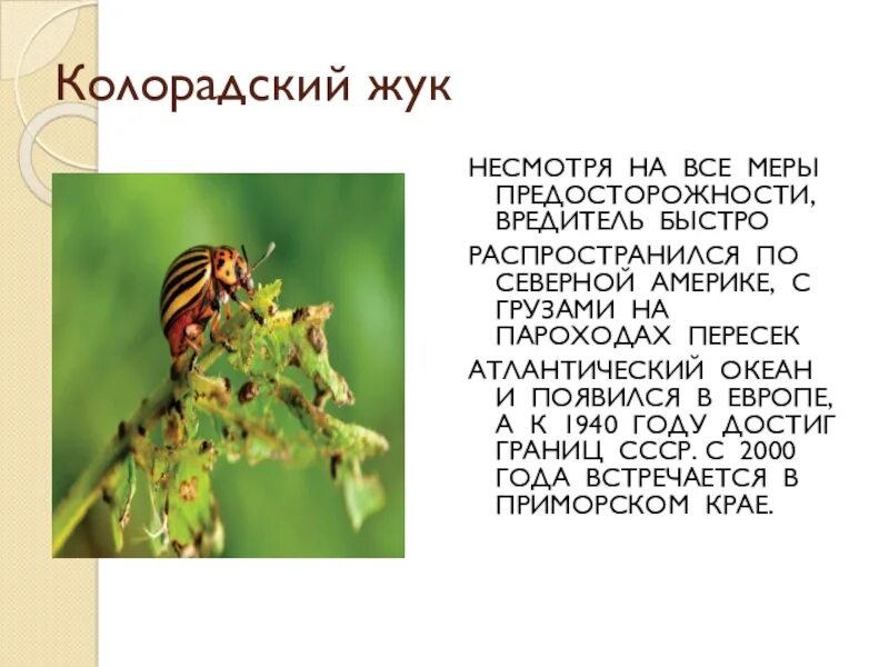 Взрослая особь колорадского жука. Строение колорадского жука. Систематика колорадского жука. Доклад про колорадского жука.