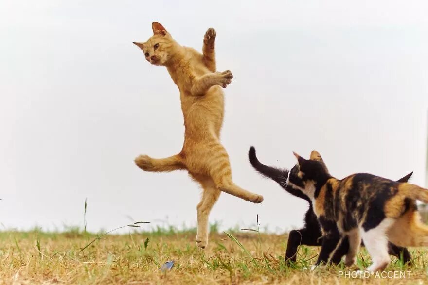 Где коты танцуют. Танцующий кот. Кошка пляшет. Кот танцует. Танцующая кошка.