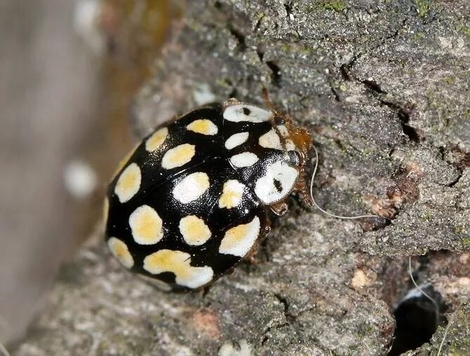 Божья коровка Halyzia sedecimguttata. Sospita vigintiguttata. Божья коровка Sospita. Белая Божья коровка с черными точками.