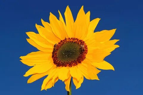 Sunflower 4