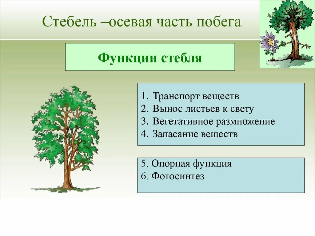 Функции стебля цветка. Функции стебля биология 5 класс. Функции стебля растений. Стебель осевая часть побега. Стебель функции стебля.