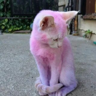 Розовый котик
