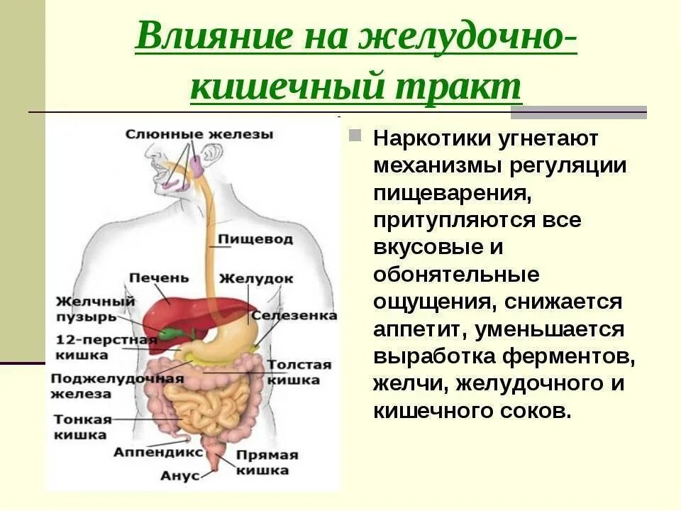 Влияние наркотиков на систему пищеварения. Влияние наркотиков на желудочно кишечный тракт. Влияние наркогенных веществ на пищеварительную систему. Желлудочнокишечный тракт.