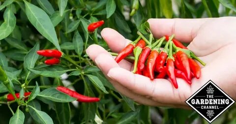 Pepper руке