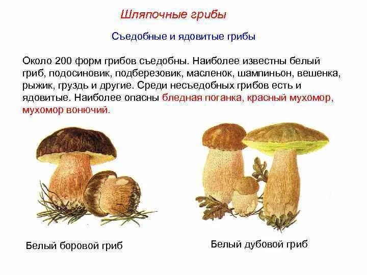 Какие грибы называют шляпочными 7 класс. Съедобные Шляпочные грибы. Несъедобные Шляпочные грибы. Шляпочные и трубчатые грибы таблица. Шляпочные грибы съедобные и несъедобные.