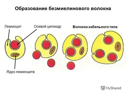 Узел нервного волокна