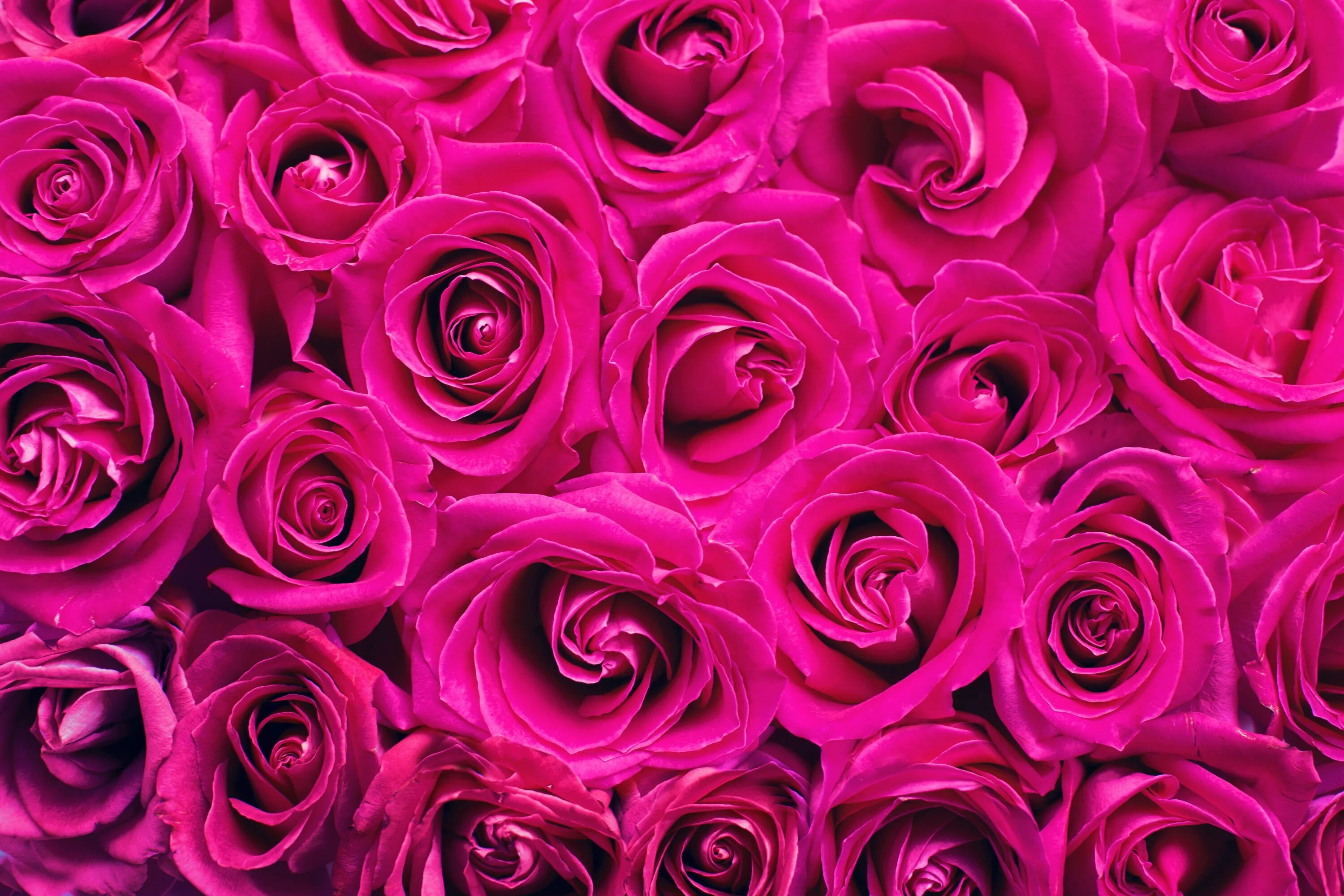 Rose background