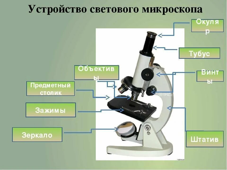 Какая деталь микроскопа обозначена буквой а впр. Увеличительные приборы световой микроскоп 6 класс биология. Увеличительные приборы 5 класс биология микроскоп. Детали цифрового микроскопа 5 класс. Цифровой микроскоп биология 5 класс.