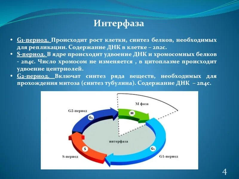 Описания процессов интерфазы клеточного цикла. В ядре происходит синтез белков. содержание днк в клетке в процентах. стадии интерфазы. митоз интерфаза синтез белка.