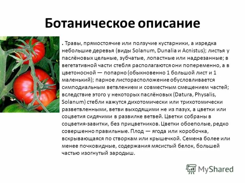 Томат строение растения. Соцветие томата. Цветок помидора описание. Томат семейство пасленовые. Томат двудольный.