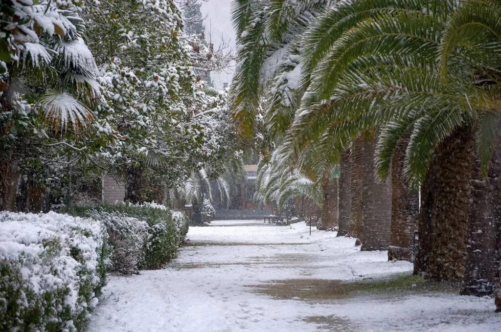 Зимняя абхазия. Новый афон зимой. Сочи зимний абхазия. Ореховая роща сухум. Абхазия сухум зимой.